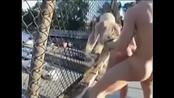 Outdoor Fucking With Oral And Pussyfucking